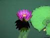 water-lily-4j.jpg
